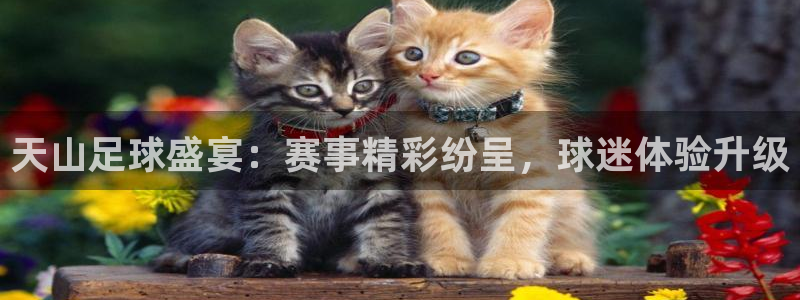 天山足球盛宴：赛事精彩纷呈，球迷体验升级