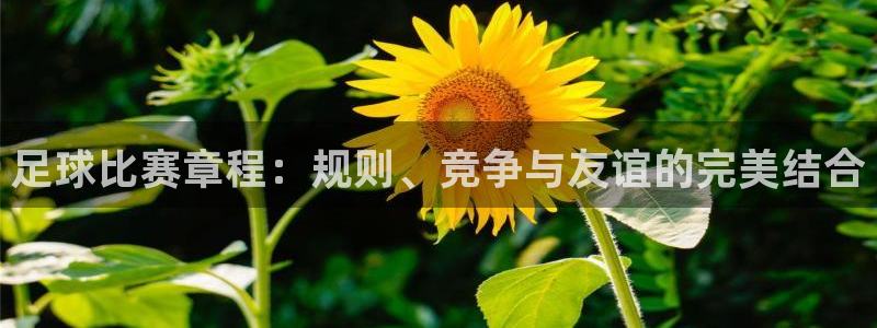 足球比赛章程：规则、竞争与友谊的完美结合